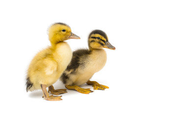 small geese isolated