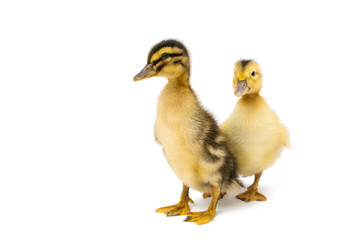 small geese isolated