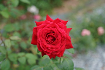 Beautiful roses in the garden