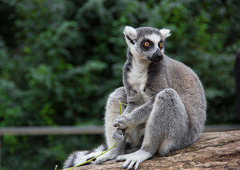 Closeup of a ring tailed lemur (Lemur catta)