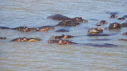 Flusspferde im St.-Lucia-See/Flusspferde ruhen im St.-Lucia-See in Südafrika und genießen den sonnigen Tag 