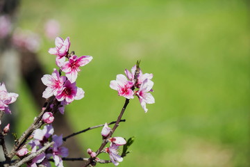Pink peach blossoms on bees pollinated by bees