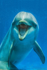 Delfín sonriendo  a traves de la pecera