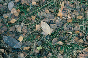 Dry Leaf On Ground
