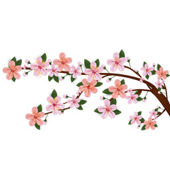 Branch of a blossoming cherry tree isolated on a white background autumnal branch