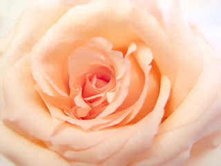 Fototapeta na wymiar delicate pink rose