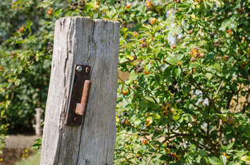 old metal hinge on a wooden column of a garden fence