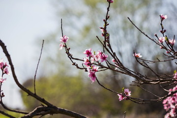  peach flowers in nature