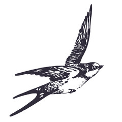 Vector hand drawn swallow bird illustration. Flying swift detailed sketch, beautiful animal in the wild - 118827679