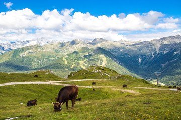 view of the Alps with a herd of cattle