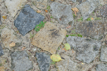brick pavement with fallen leaves
