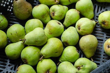 freshly harvested pears