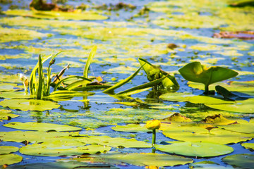 yellow water lily in the river, lake, pond