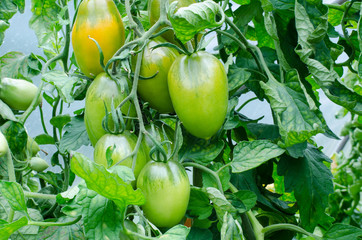 closeup of a cluster of green plum tomatoes on a vine