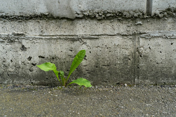 Loewenzahn Taraxacum an Beton, dandelion at concrete