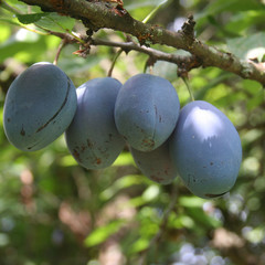 prugne viola su ramo
