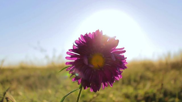 Purple aster flowers on a background of blue sky in the sun