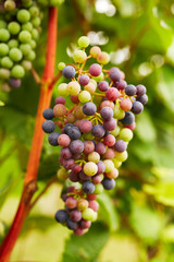 Bunch of wine grapes