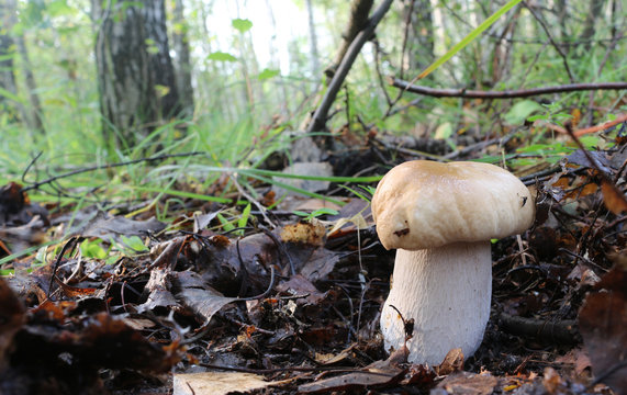 Cep boletus. mushroom in forest Porcino, bolete, boletus.White mushroom on green background.Natural white mushroom growing in a forest.