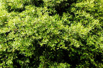 Green Tree Foliage In Spring