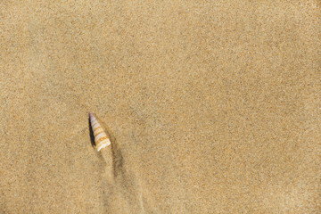 shell with sand