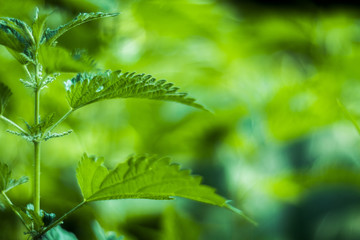 nettle background