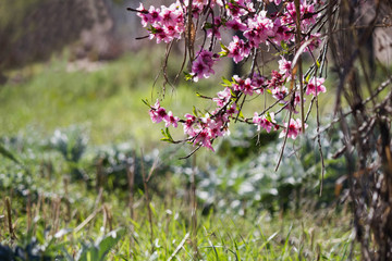 beautiful pink flowers on green 