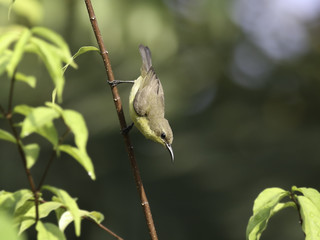 Beautiful female Olive-backed sunbird on branches of tree