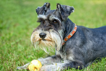 adorable miniature schnauzer lying down outdoors with apple, close up