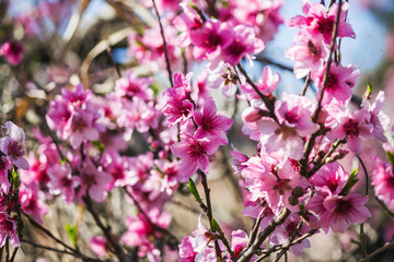  Pink peach flowers 