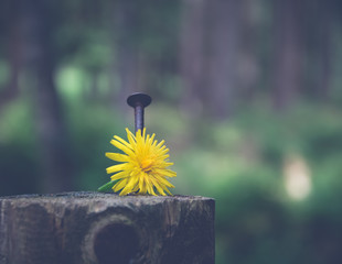 dandelion flower with nail