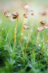 Close up of beautiful forest moss