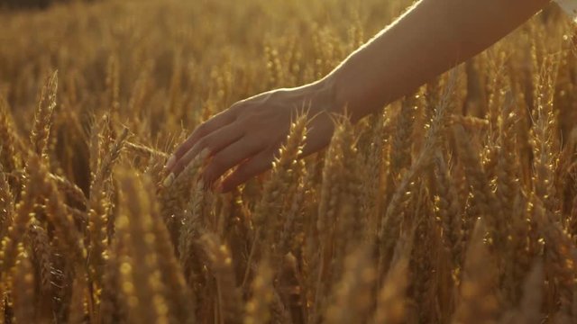 Delicate woman&rsquo;s hand running through the golden wheat, sunset lightens the view.