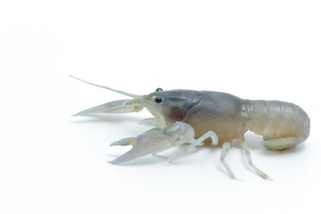 Blue crayfish - Fresh water Lobster on white background
