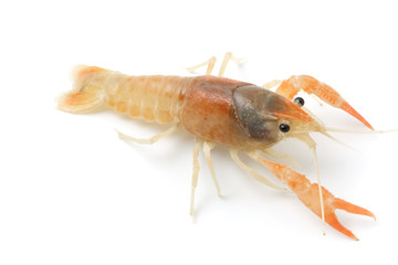 Blue crayfish - Fresh water Lobster on white background