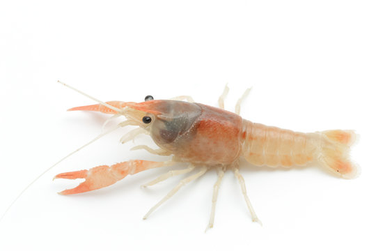 orange crayfish - Fresh water Lobster on white background