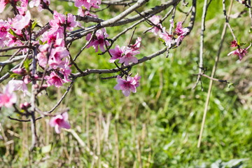 beautiful pink peach blossom