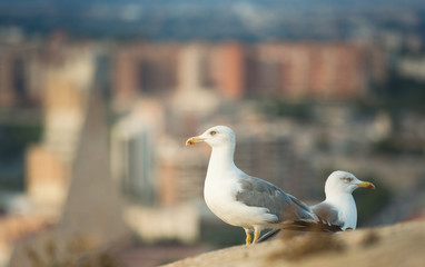 Seagulls in the old fortress