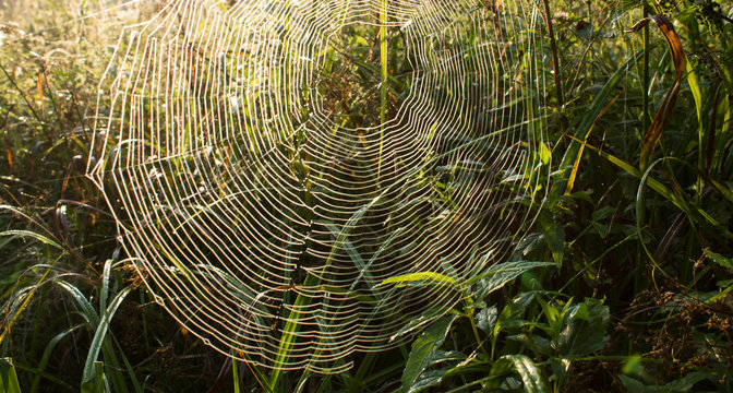 morning spider line