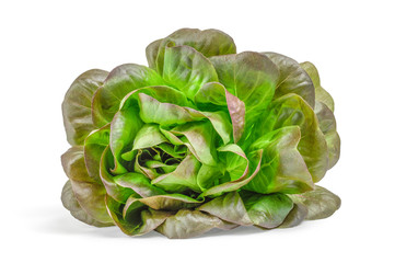 One Lettuce Salad Leaf isolated On White Background