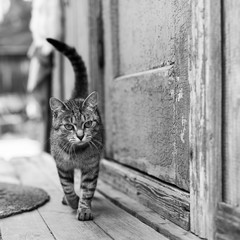 Cat on the porch of a village house, black and white photo.
