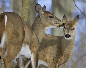 Funny picture with a pair of the cute wild deers licking each other