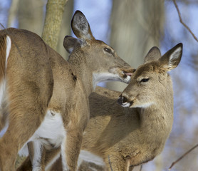Beautiful background with a pair of the cute wild deers in love