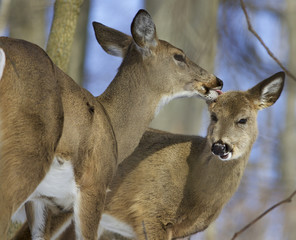 Fototapeta premium Beautiful funny image with a pair of the cute wild deers