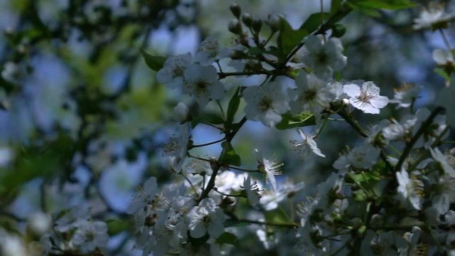 Cherry branch with white blossom and fresh green leaves close up. Amazing natural background for excellent intro in hypnotic full HD clip.  
