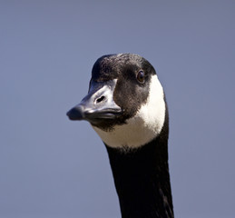 Isolated image with a cute Canada goose