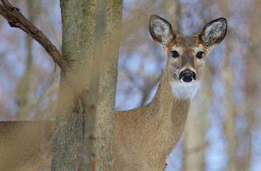 Beautiful background with a cute wild deer looking into the camera