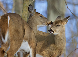 Beautiful funny photo of a pair of the cute wild deers