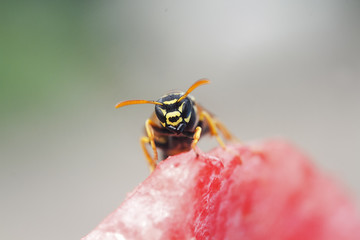 insect wasp flew into the pulp of juicy watermelon