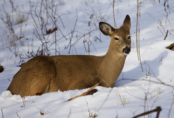 Fototapeta premium Beautiful image with the cute wild deer laying on the snow